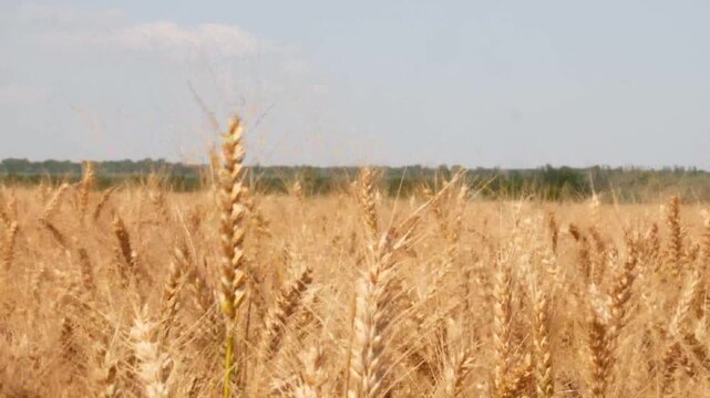 farm wheat field in sunny day