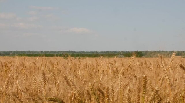 farm wheat field in sunny day