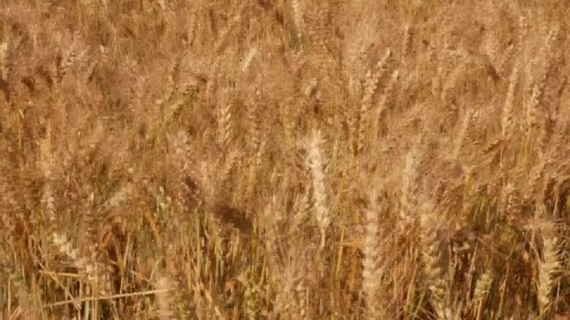 farm wheat field in sunny day