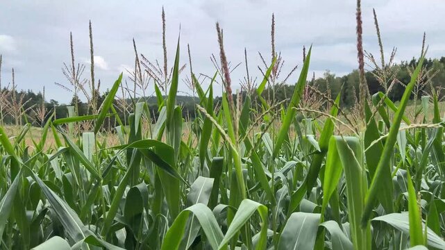 the agricultural land of a green corn farm