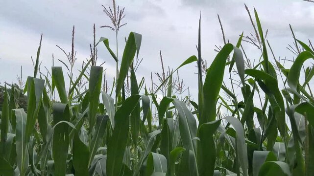 the agricultural land of a green corn farm