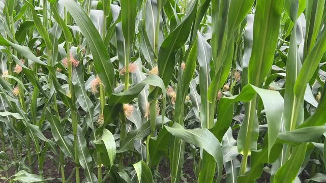 the agricultural land of a green corn farm