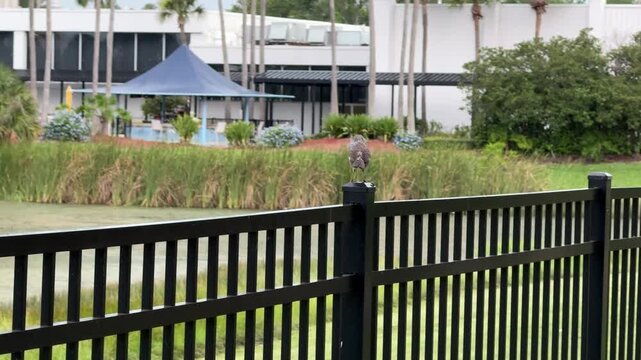 A brown bird perched on a rail in Orlando, Florida, USA.