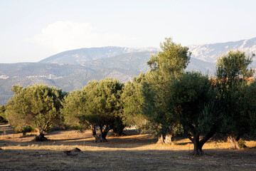 Kefalonia - Greece - August 15, 2025: The inside landscape, Kefalonia,  Greece.