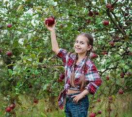 Cheerful Girl in a checkered shirt picks an apple from tree, concept of organic apples in the...