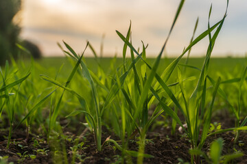 Young Green Grass Blades in Field