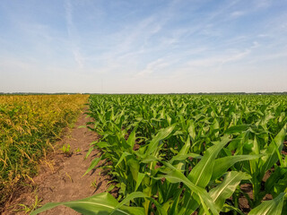 Rows of healthy young green corn crops within an agricultural field. Plants are lush and green, set against a soft blue morning sky. Captured in early June in the Midwest, USA.