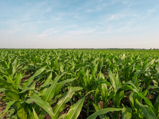Rows of healthy Young green corn crops within an agricultural field. Plants are lush and green, set against a soft blue morning sky. Captured in early June in the Midwest, USA.