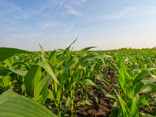 Rows of healthy young green corn crops within an agricultural field. Plants are lush and green, set against a soft blue morning sky. Captured in early June in the Midwest, USA. © Sanya Kushak
