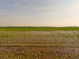 Flooded Soybean Field. Young seedling soybean plants in a flooded agricultural field. The field is overflowing following heavy rainfall. Captured in early June in the Midwest, USA.