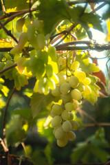 harvest of ripe fruits, a brush of white grapes on a branch against the sky