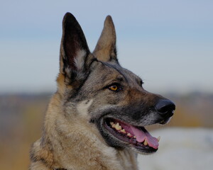german shepherd dog, portrait of german shepherd, Wily E. Coyote, working dog, alert dog portrait outdoors, Portrait outdoors in natural light