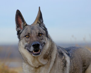 portrait of german shepherd, Wily E. Coyote, working dog, alert dog portrait outdoors, Portrait outdoors in natural light