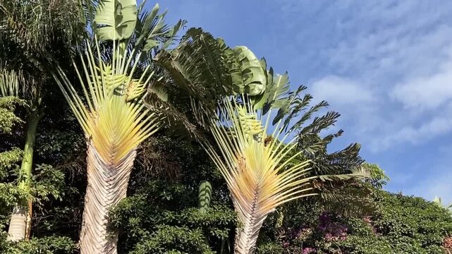 Ravenala madagascariensis tropical palm trees called also Travelers tree the symbol of Madagascar,4K