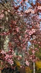 Pink Plum Blossom Branches in Spring. Delicate pink plum blossoms bloom on tree branches in early spring under soft sunlight, symbolizing renewal and beauty of nature.
