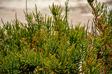 soliród krzaczasty, Sarcocornia fruticosa or Sarcocornia fruticosa, shrubby marsh samphire, Halofity, słonorośla, rośliny słonolubne, rośliny solniskowe, rośliny halofilne  © kateej
