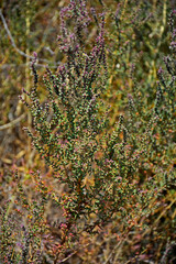 Sodówka nadmorska, Suaeda maritima, plant in salt marshes, sodówka rosnąca na brzegu słonego jeziora w Hiszpani,  © kateej