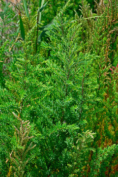 Sod&oacute;wka nadmorska, Suaeda maritima, plant in salt marshes, sod&oacute;wka rosnąca na brzegu słonego jeziora w Hiszpani,	
