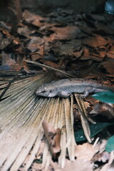 lizard