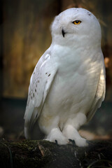 snowy owl portrait