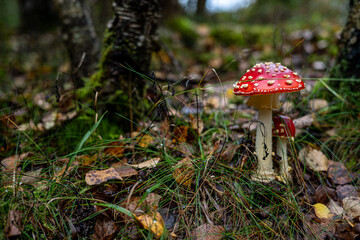 Nordic Forest Fly Agaric