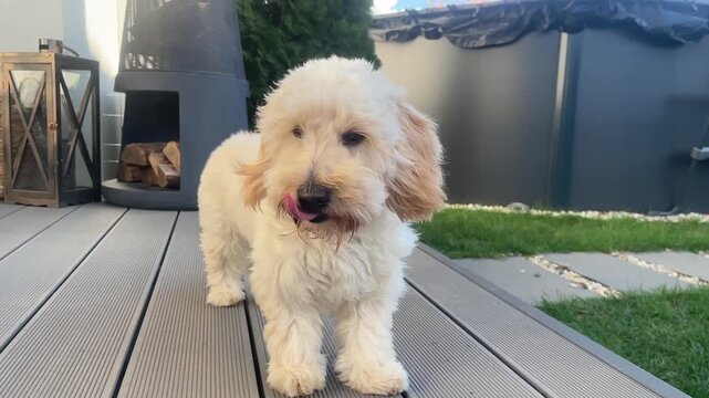 A fluffy Maltipoo puppy stands on a patio deck, barks, and looks up at the sky in a home backyard scene. Shows dog behavior and a modern outdoor living space.
