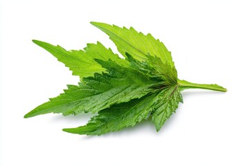 Obraz premium Isolated Kenaf Leaves: Vibrant Hibiscus Cannabinus Foliage Showcasing Nature's Greenery