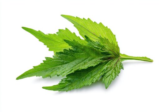 Isolated Kenaf Leaves: Vibrant Hibiscus Cannabinus Foliage Showcasing Nature's Greenery