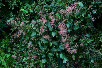 Sweet autumn clematis (Clematis terniflora) after flowering. Ranunculaceae, semi-shrub vine. After the white flowers (calyx) bloom, reddish-brown achenes form.