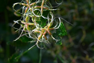 Sweet autumn clematis (Clematis terniflora) after flowering. Ranunculaceae, semi-shrub vine. After the white flowers (calyx) bloom, reddish-brown achenes form.