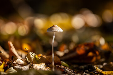 A fungi growing in woodland in Sussex, with a shallow depth of field