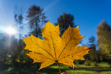 Yellow Maple Leaf Against Blue Sky