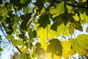 Sunlight through green leaves