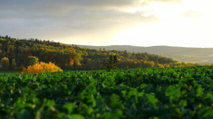 Fototapeta premium Lush green hills meet colorful autumn foliage. Ideal for travel brochure design