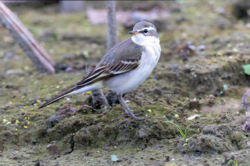 休耕田に飛来したツメナガセキレイ