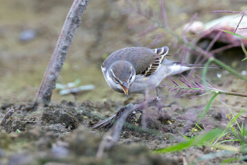 休耕田に飛来したツメナガセキレイ