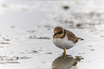 レンコン畑で餌を探すコチドリ