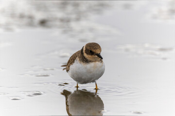 レンコン畑で餌を探すコチドリ