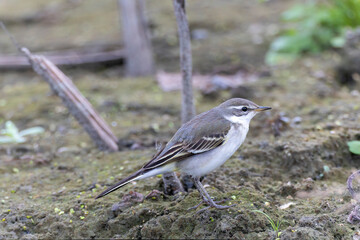 休耕田に飛来したツメナガセキレイ