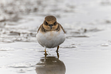 レンコン畑で餌を探すコチドリ