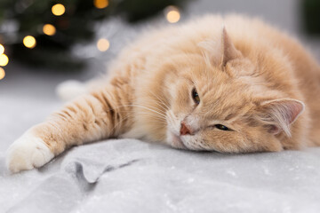 Siberian breed of cat in Christmas time