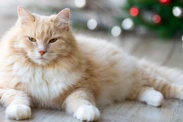 Siberian breed of cat in Christmas time, cream hair color