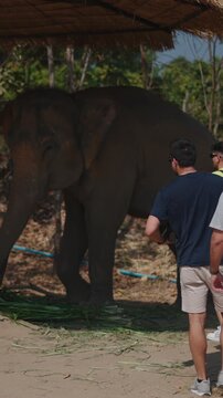 Tourist observing large elephant eating grass