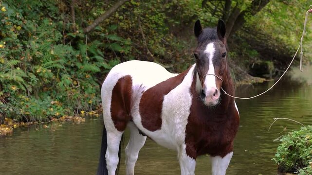 Senior pinto horse standing in the water wearing a rope halter on a sunny summer day