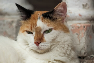 Fototapeta premium Portrait of a cat with green eyes, close-up.