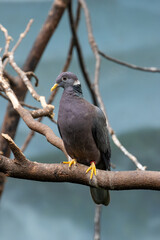 Band?tailed Pigeon (Patagioenas fasciata) found in oak?pine and conifer forests of western North America