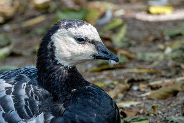 Barnacle Goose (Branta?leucopsis) in coastal salt?marshes and meadows of north?western Europe