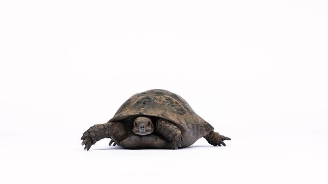 Video of a Greek tortoise (Testudo hermanni) slowly walking across a white studio background. The clean, minimalistic scene emphasizes its textured shell, gentle movement, and natural behavior, repres