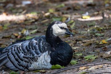 Barnacle Goose (Branta?leucopsis) in coastal salt?marshes and meadows of north?western Europe