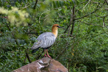 Black-faced Ibis (Theristicus melanopis) - Wading Bird of Wetlands in Southern South America
